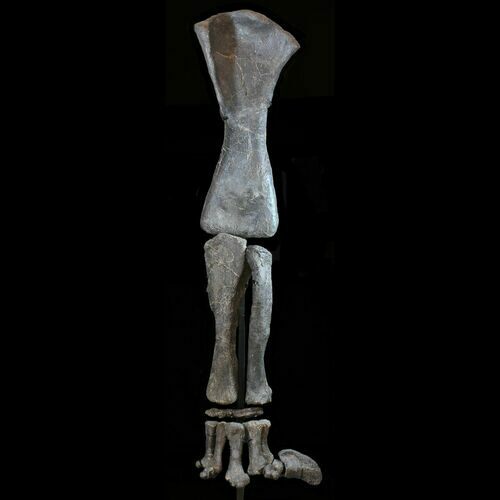 Six Foot Mounted Diplodocus Dinosaur Leg - Colorado #56366